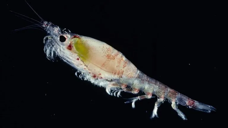 what-do-zooplankton-eat