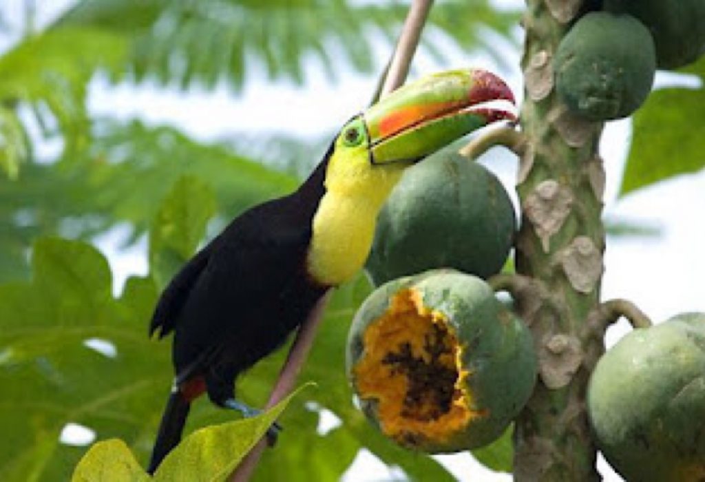 what do toucans eat