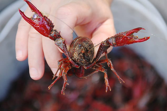 What Do Crawfish Eat in the Ocean?