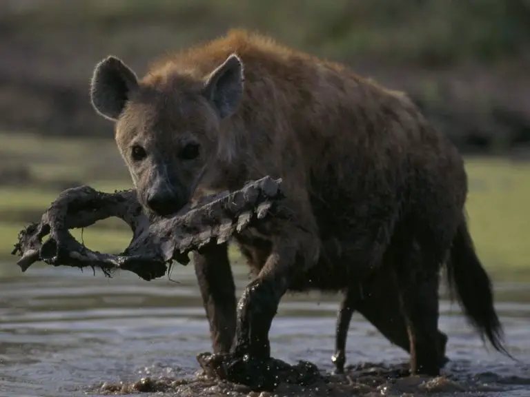 What Do Hyenas Eat?