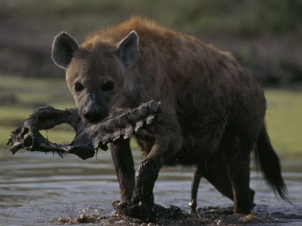 What do spotted hyenas eat?