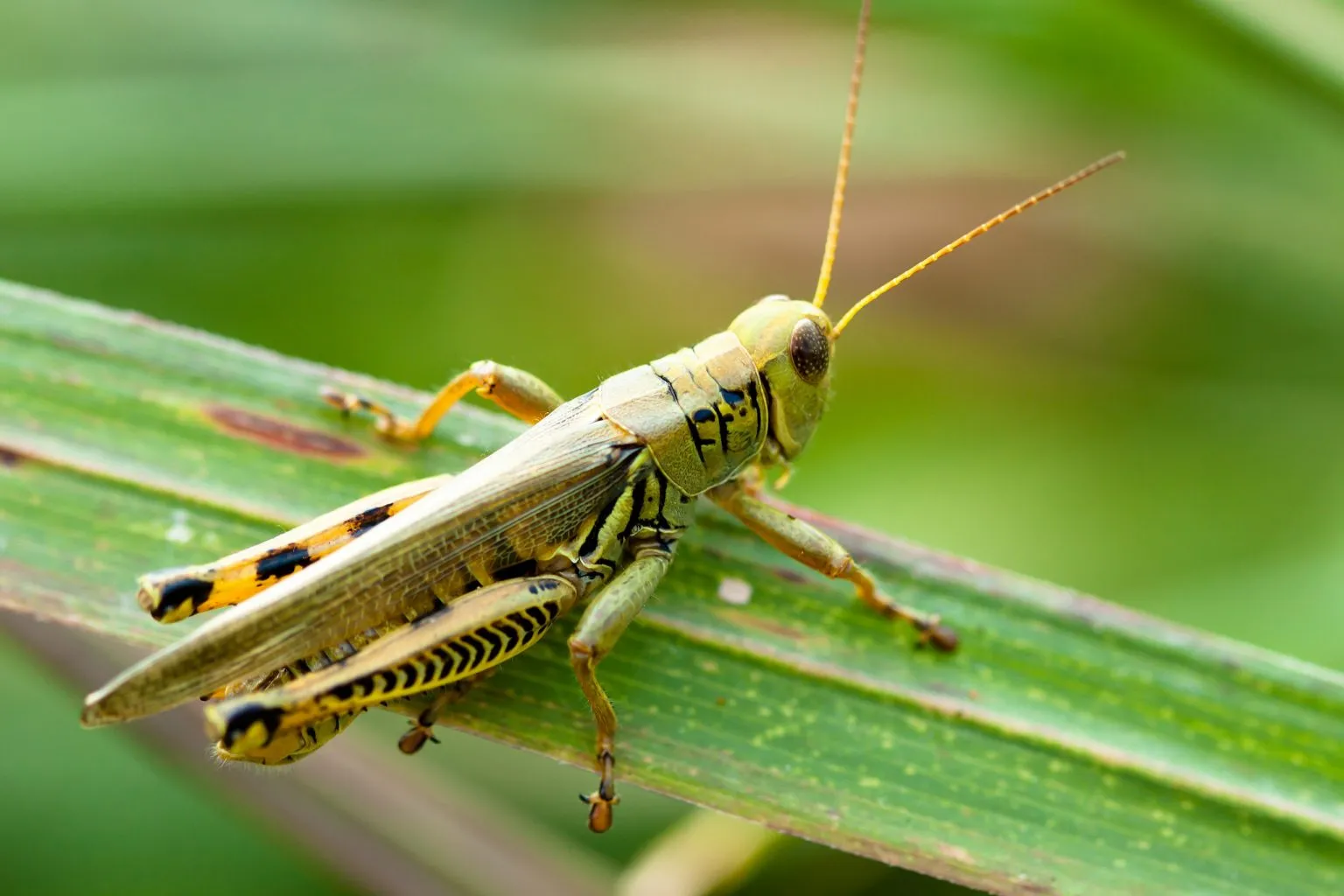 what do katydids eat