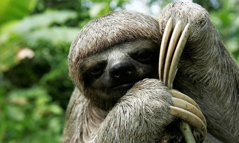 What Do Sloths Eat?