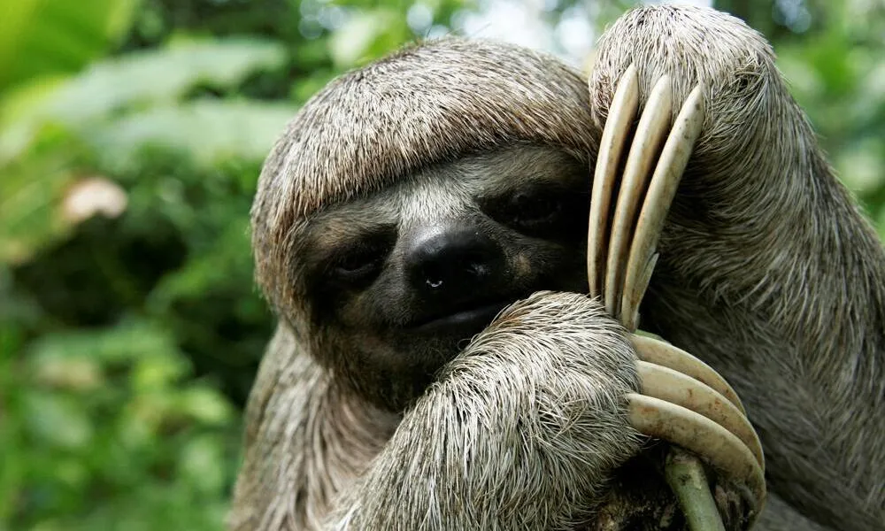 What do sloths eat in captivity?