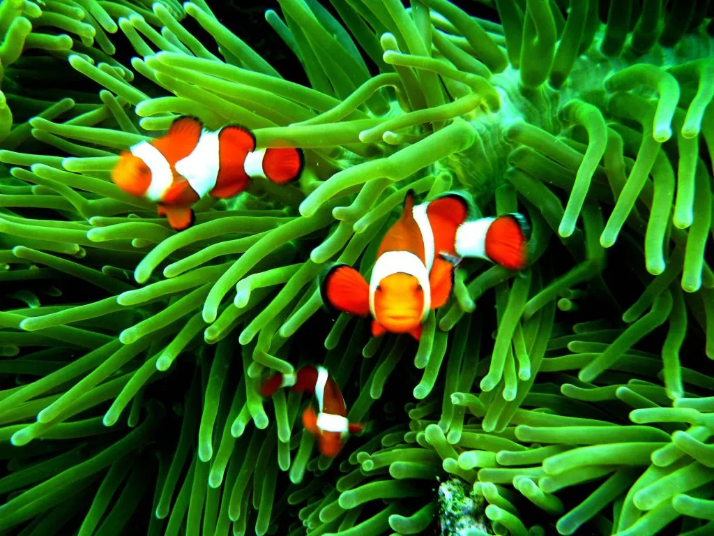What plants do clownfish eat?