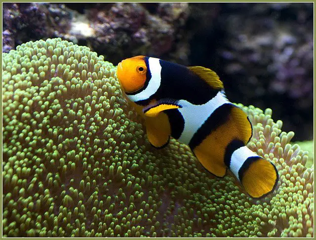 What do ocellaris clownfish eat?