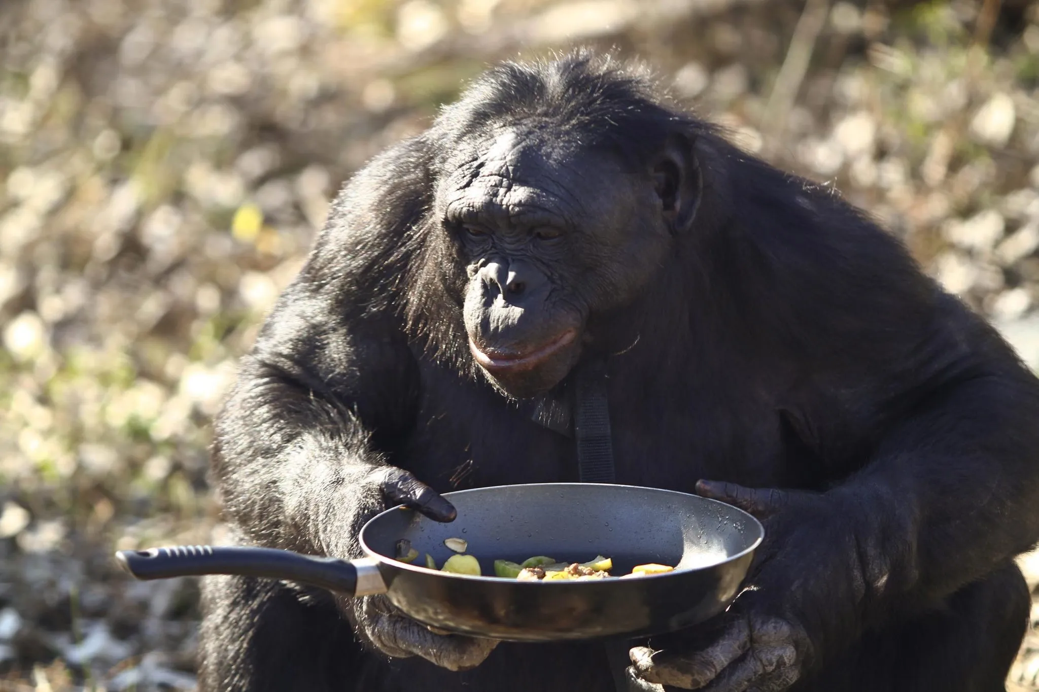 What Do Apes Eat?