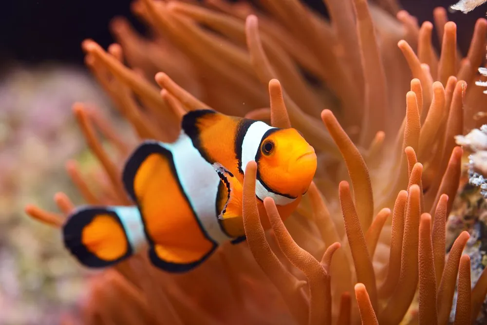 What do clownfish eat in the ocean?