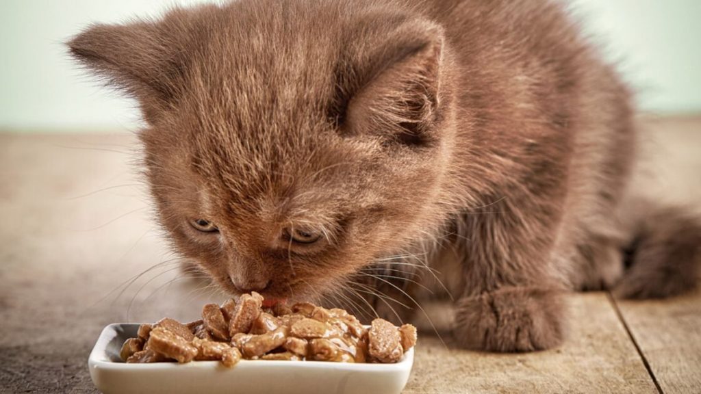 Best kitten dry food UK