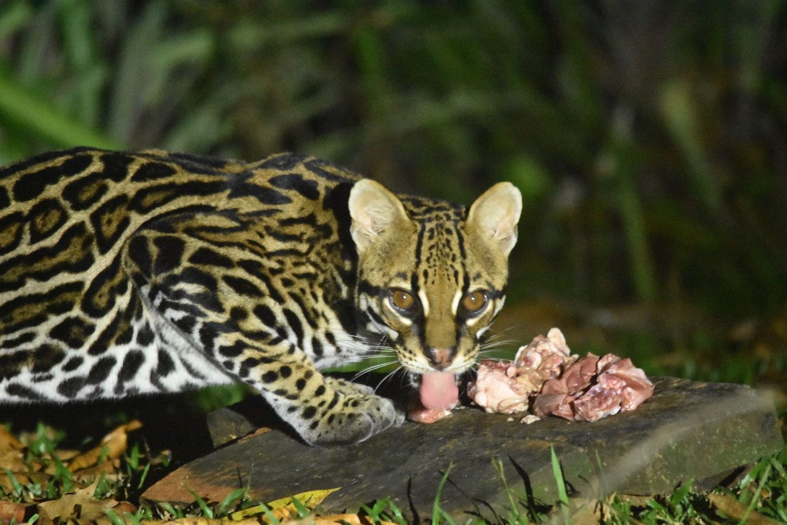 what-do-ocelots-eat