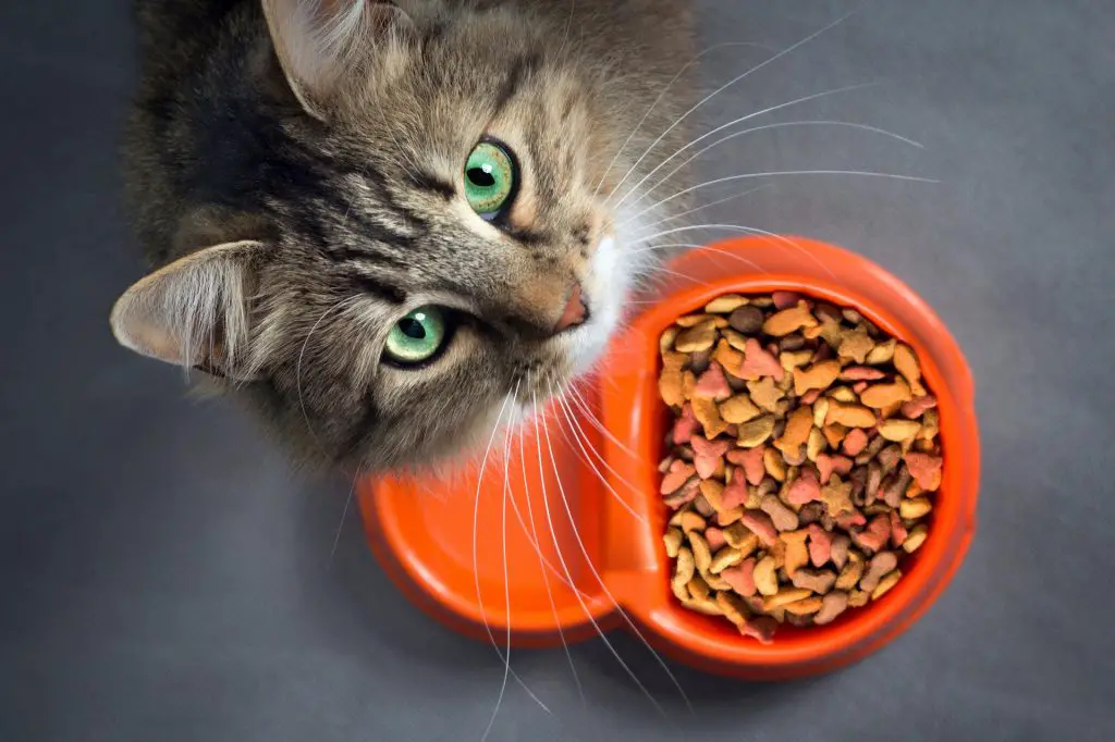 What is the best kitten food for indoor cats?