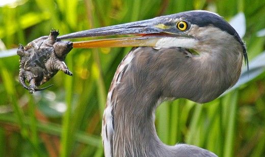 What do herons eat besides fish?