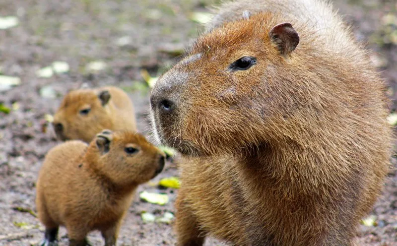 Do capybaras stink?