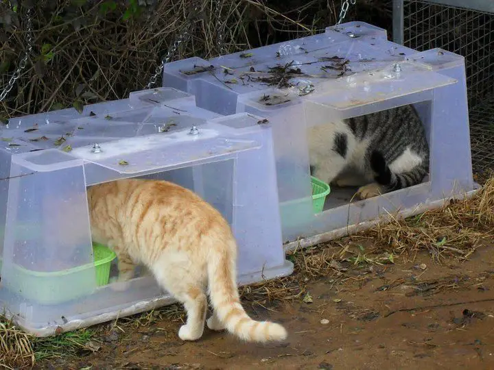 How to build an outdoor feeding station for cats