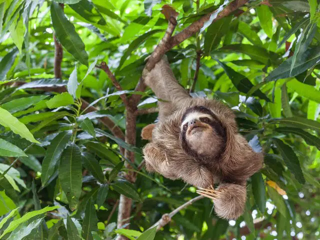 How often do sloths eat?