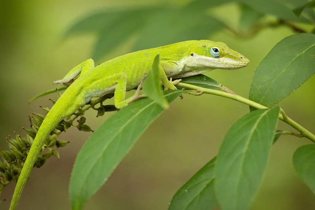 What do anoles eat in the wild?