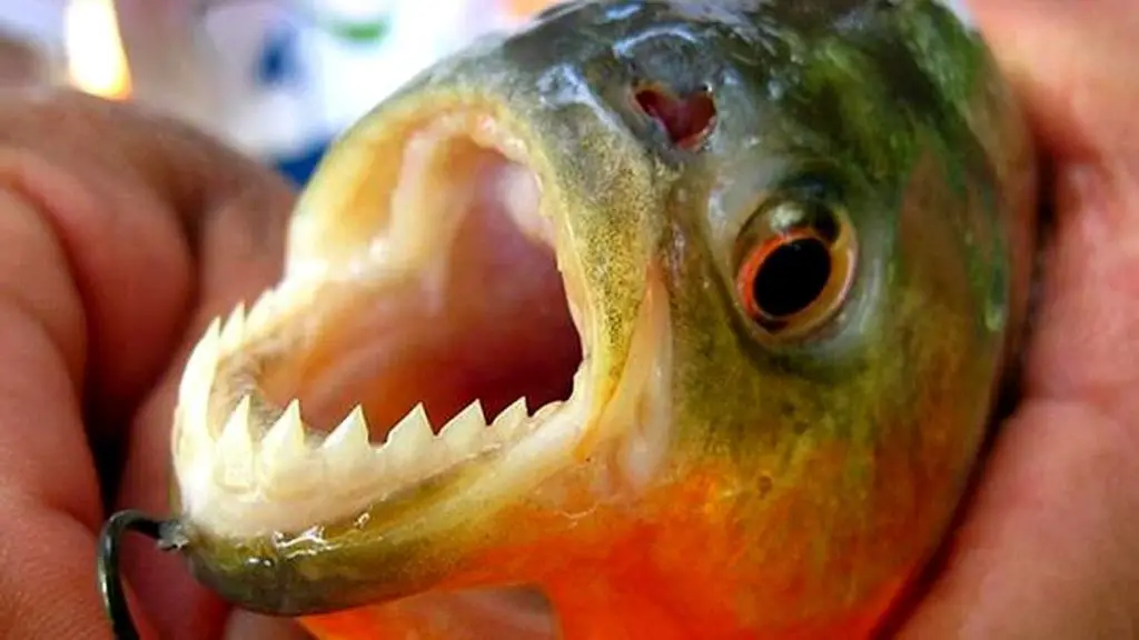 What do baby piranhas eat?