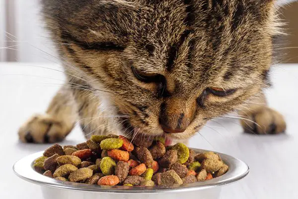 How much wet food to feed cat?