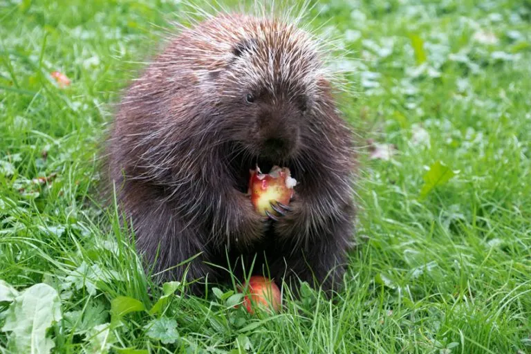 What Do Porcupines Eat?