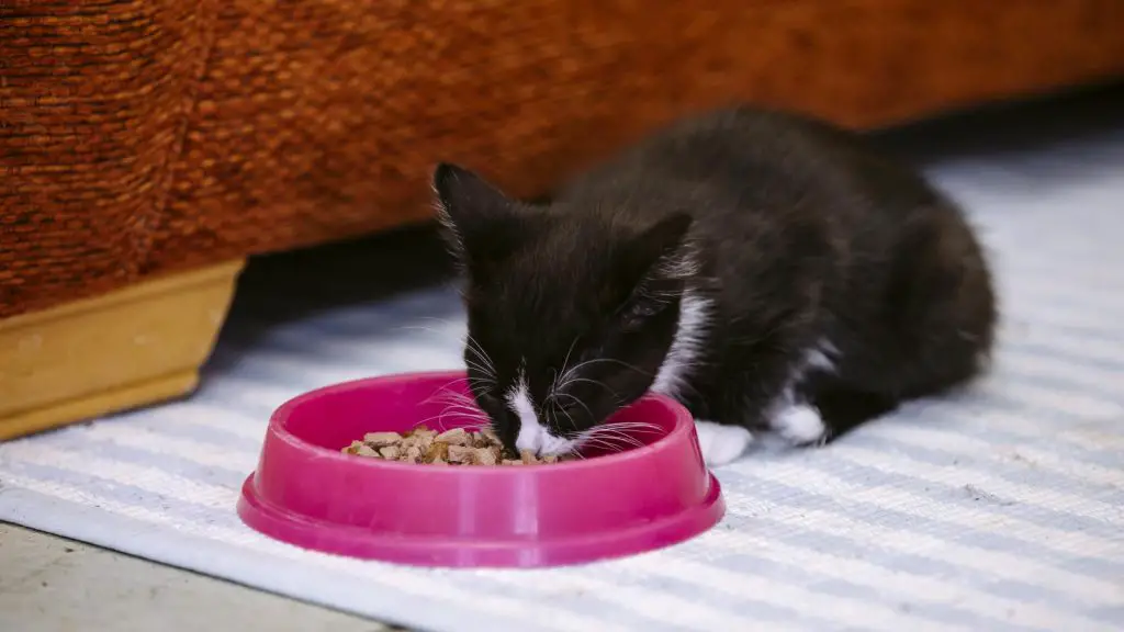 Best kitten dry food grain-free