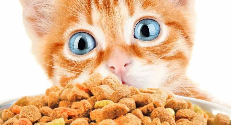 can adult cats eat kitten food