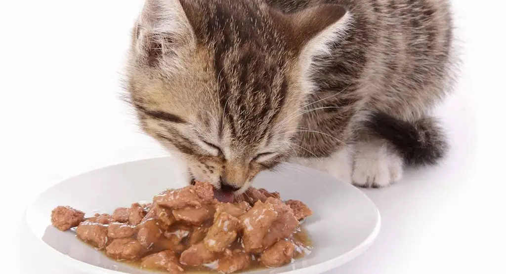 Best kitten wet food for weight gain