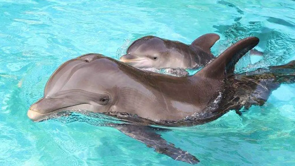 How does the diet of a baby dolphin change as they age?