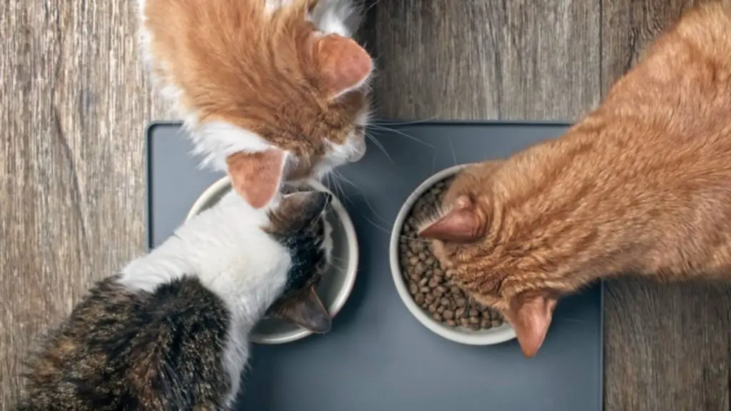 How much wet and dry food to feed a cat?