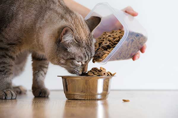 Can cats eat kitten dry food?