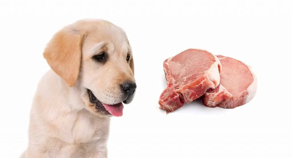 What do dogs eat?