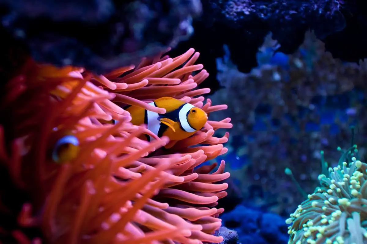 What Do Clownfish Eat?