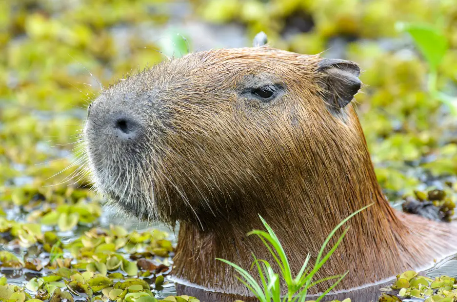 Do capybaras have predators?