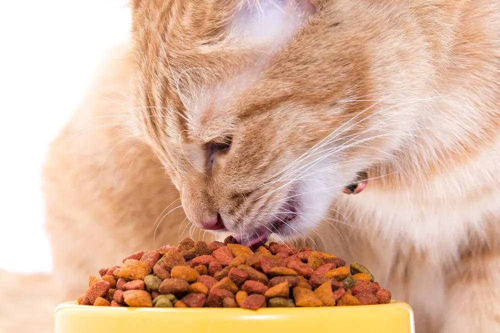 Can all cats eat kitten food?