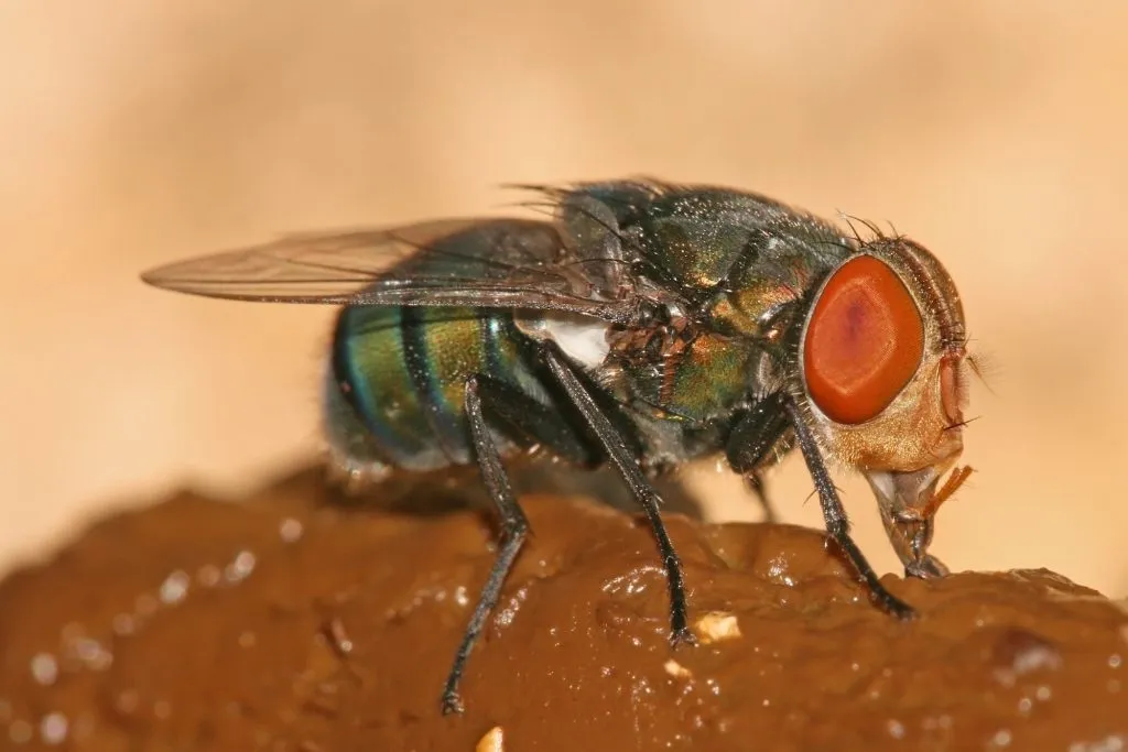 What do flies avoid eating?