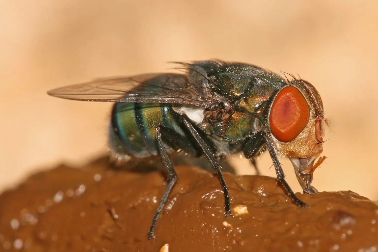 What Do Flies Eat?