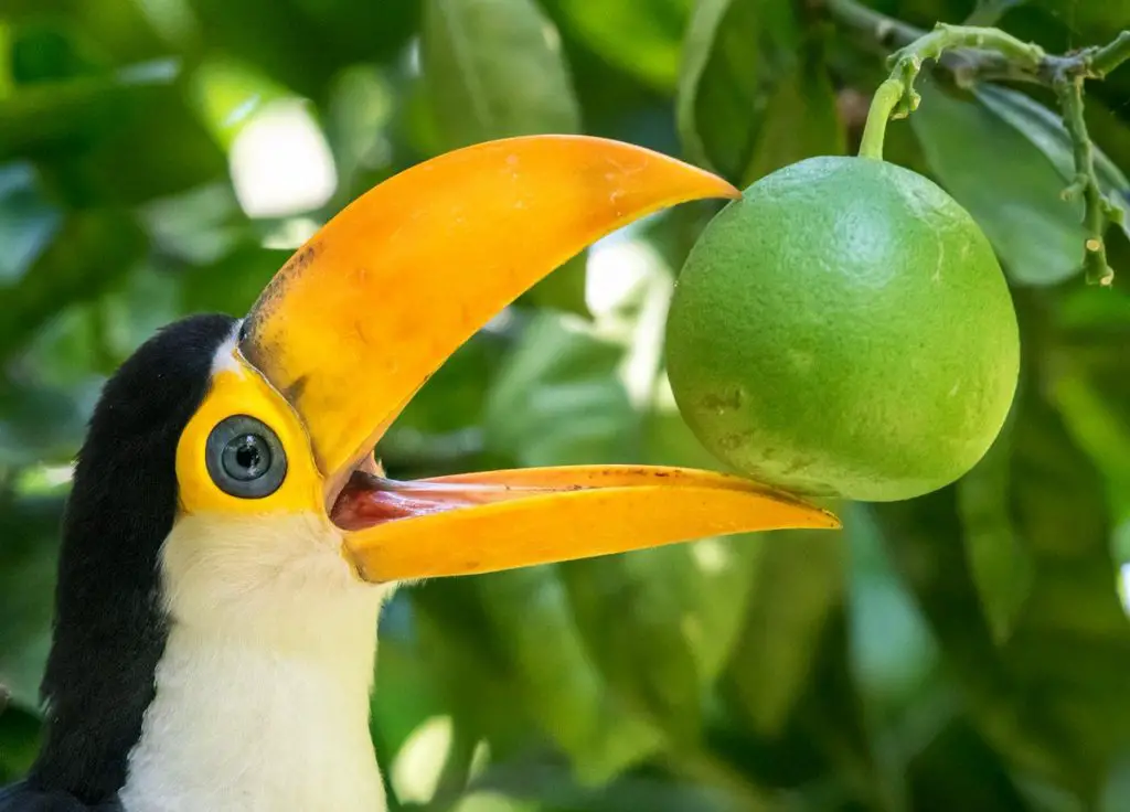 What do toucans eat in the wild?