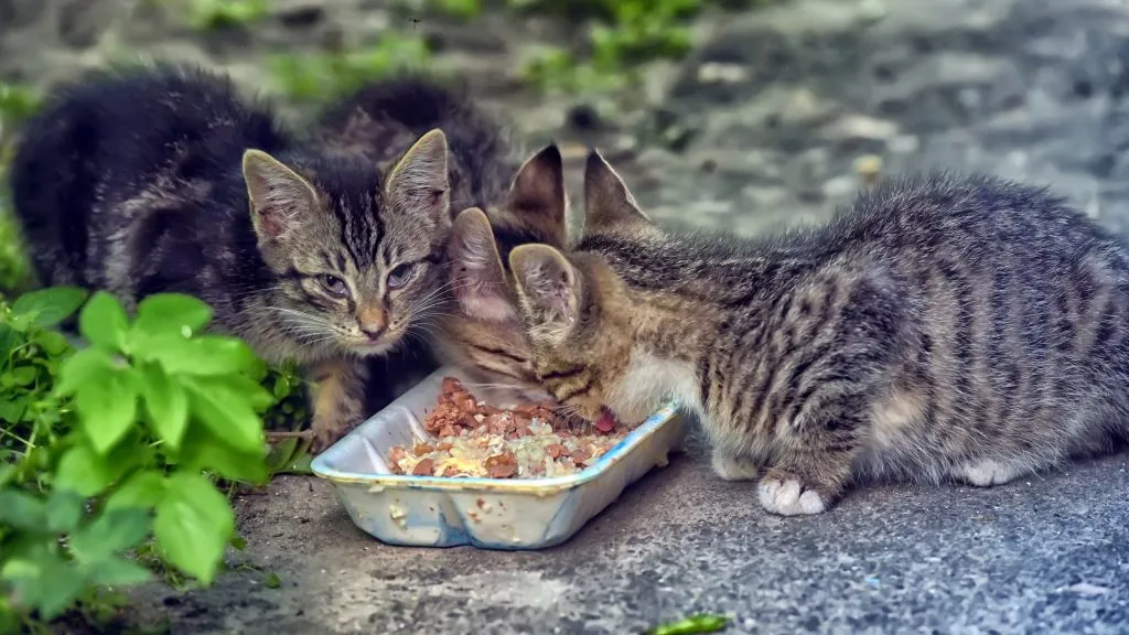 Is it a good idea to feed stray cats?