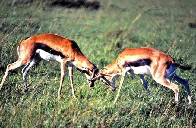 What do gazelles eat in the wild?