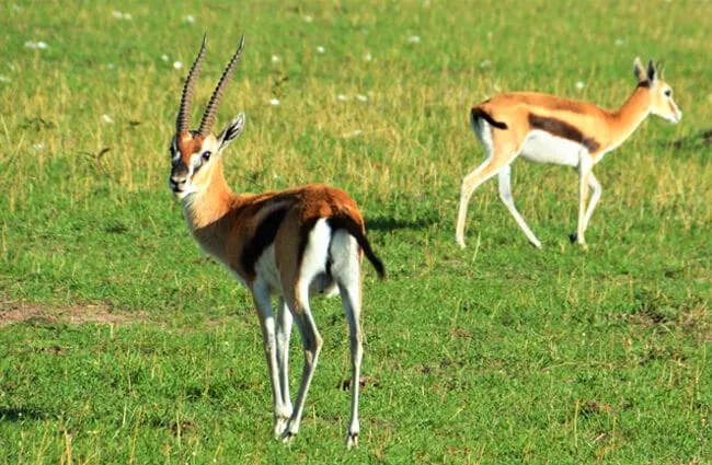 what do gazelles eat
