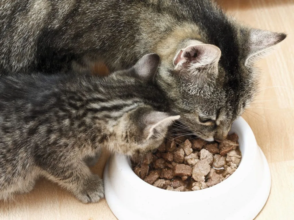 When should I start feeding my kitten wet food?