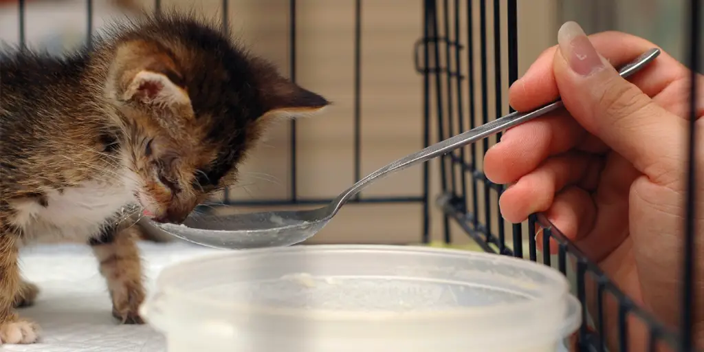 How often should I feed my kitten when they're weaning?