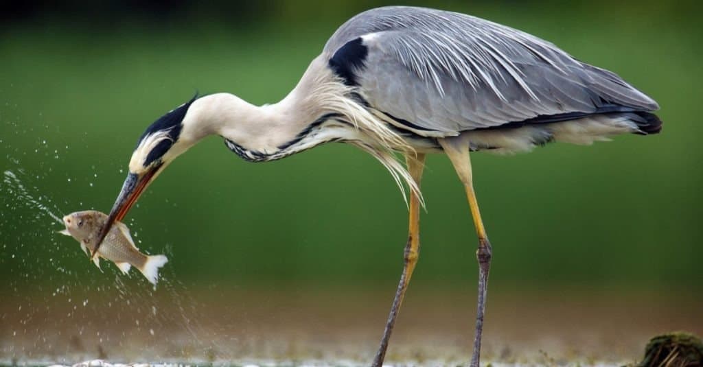 What is the heron's diet in captivity?