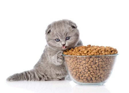 What are the worst foods for kittens?