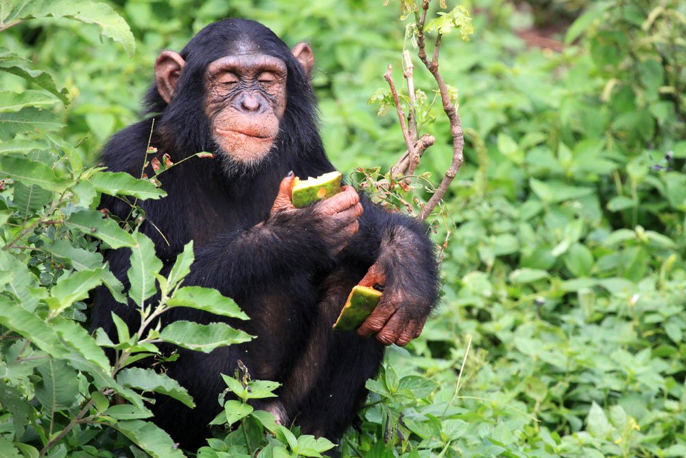 Why do apes eat their poop?
