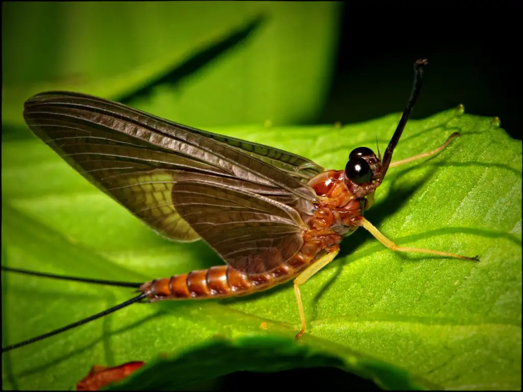 What is the importance of mayflies?
