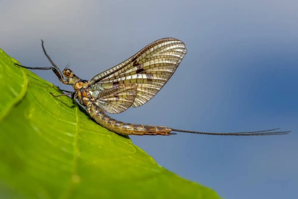How long do mayflies live?