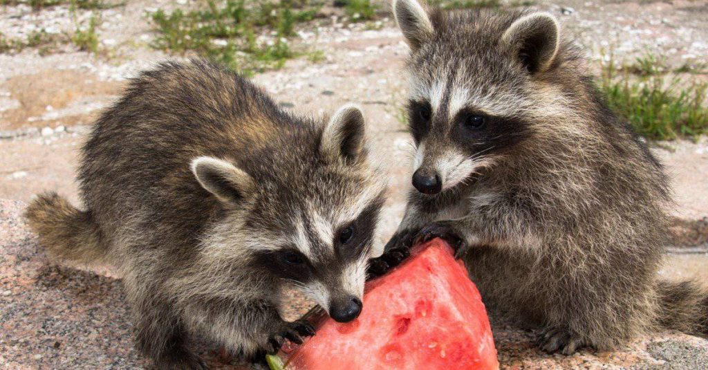 What do raccoons eat at night?