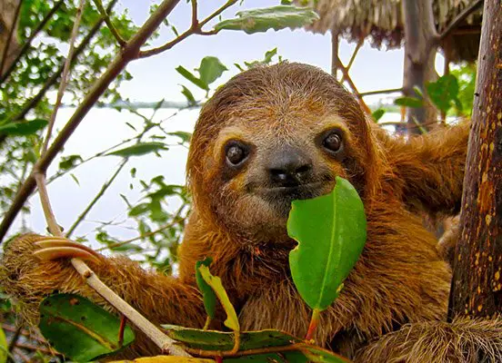 What do sloths eat in costa Rica?