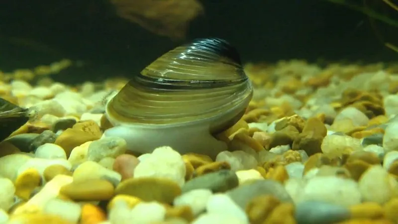 What is the biggest clam in the world?