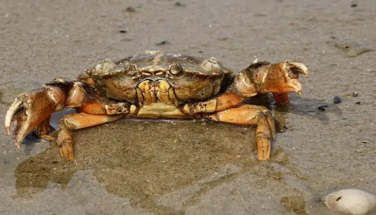 land crabs